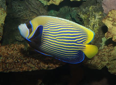 Emperor Angelfish: A Regal Ruler of Coral Reefs, Sporting Exquisite Fin Patterns with Dazzling Elegance!