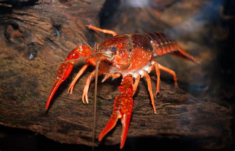  Freshwater Crayfish: A Shell-Shockingly Tiny Tenacious Terror Lurking Beneath the Surface! 