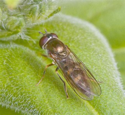  Hoverfly! Tiny Aerial Acrobats With a Striking Resemblance To Honeybees