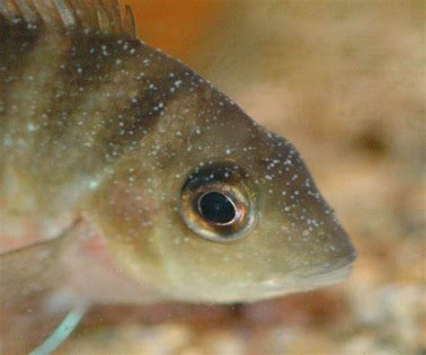 Ichthyophthirius Multifiliis: This Ciliate Parasite Causes Ich Infections in Freshwater Fish!