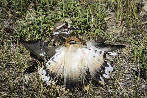  Killdeer! A Masterful Illusionist of Avian Predators and Nesting Tactics