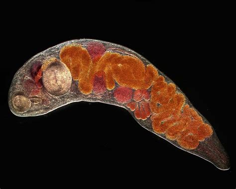  Kirkoid! A Trematode Worm That Can Manipulate Its Host Into Acting Crazy