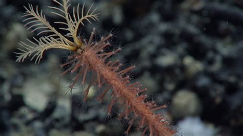  Pink Meandrina! A Colonial Hydrozoan Known for Its Striking Tentacles and Colorful Polyp Colonies