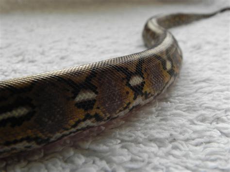  Python: An Ancient Enigma Wrapped in Scales!