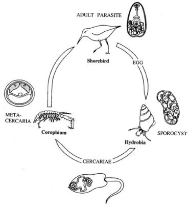  Urogonimus Wanderer: Exploring the Intricate Life Cycle of This Tiny Trematode Parasite!