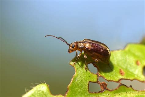  Viburnum Beetle: Unveiling the Secrets Behind This Tiny Creature's Nocturnal Feasting Habits and Striking Camouflage!