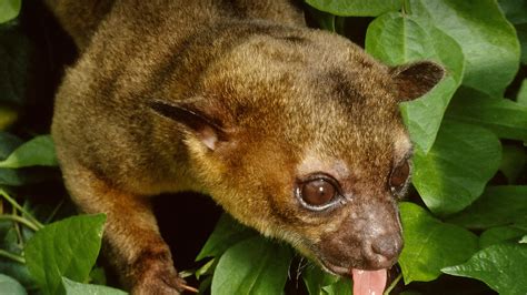 Kinkajou: Discover These Curious Carnivores With Remarkably Dexterous Tails and a Sweet Tooth for Honey!