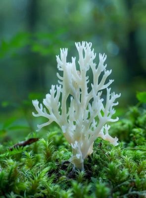 Mushroom Coral:  A Delicate Underwater Fungus That Blooms with Vibrant Life!