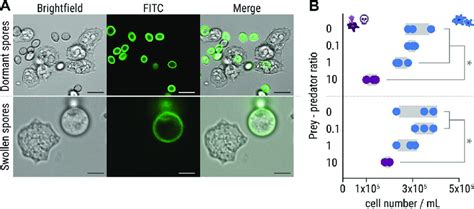 Protostelium! A Single-Celled Wonder Exploring the Mysteries of Collective Intelligence