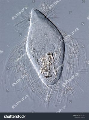  Trichonympha! A Microscopic Marvel That Digests Wood for Termites 